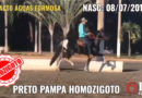 Impacto Águas Formosa – Preto Pampa Homozigoto, Registrado na ABCCMM